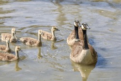 Canadian goose geese goslings in the Ohio and Erie Canal, Independence, OH, USA - 5-28-2023