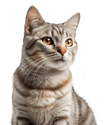 Sitting sweety cat looking aside. Portrait on transparent background.	
