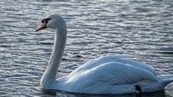 elegance, white swans, wings, swim, summer, river, water, beautiful, white, bird, swan, background, animal, wildlife, nature, outdoor, wild