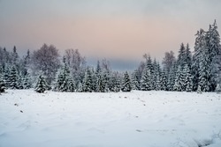 Snowy pine forest near Marianske Lazne 
