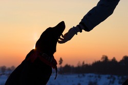silhouette of a dog and man hand. abopt a dog concept
