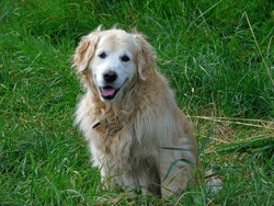 a dog that is sitting in the grass, golden retriever, short golden curls, long fluffy blond curly hair