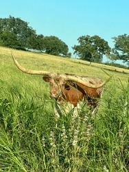 Texas Longhorn cattle in a feild