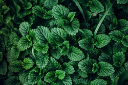 Green Mint Plant Grow Background. 
