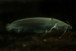 Wels catfish, sheatfish (Silurus glanis).