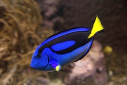 Blue tang or Regal tang or Palette surgeonfish (Paracanthurus hepatus ) .