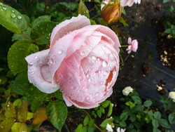 Beautiful perfect pink rose flower and leaves covered with rain drops. Rose blossom petals and green leaves covered with water droplets in wet garden