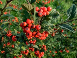 Evergreen shrub Orange cotoneaster (Cotoneaster franchetii) branches full of ripe fruits. 'Super-plant' that absorbs roadside air pollution