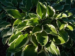 Hosta 'Regal Splendor'. Large hosta featuring thick, cordate, wavy-undulate, blue-gray leaves with irregular creamy white to pale yellow margins and cuspidate tips in sunlight