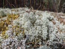 Macro shot of light-colored, fruticose species of lichen Grey reindeer lichen (Cladonia rangiferina) in the forest in bright sunlight