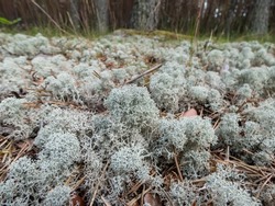 Macro shot of light-colored, fruticose species of lichen Grey reindeer lichen (Cladonia rangiferina) in the forest