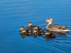 Group of beautiful, fluffy ducklings of mallard or wild duck (Anas platyrhynchos) swimming together with mother duck in blue water of a lake in bright sunlight