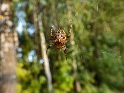 European garden spider, cross orb-weaver (Araneus diadematus) showing the white markings across the dorsal abdomen hanging in the web with green foliage in background. Detailed shot of a spider