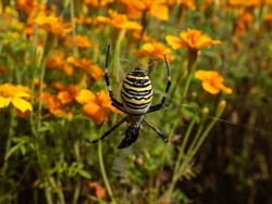 Macro shot of adult, female wasp spider (Argiope bruennichi) showing striking yellow and black markings on its abdomen hanging on spiral orb web among orange flowers