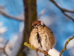 Close-up shot of the fluffy Eurasian tree sparrow (Passer montanus) sitting on a branch in bright sunlight in winter day. Detailed portrait and plumage of the bird cleaning feathers