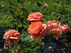 Close-up shot of English shrub rose (bred by David Austin) rose 'Summer song' in bright sunlight. Vibrant blooms of an unusual orange-red colour, that open to full, medium-large cups