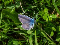 Close-up of the adult common blue butterfly or European common blue (Polyommatus icarus) sitting on a grass stem surrounded with green vegetation
