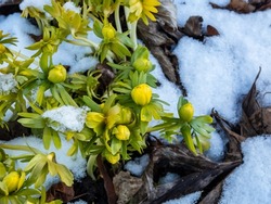 Macro shot of buds of winter aconite (Eranthis hyemalis) 'Flore Pleno', a variation with fully double yellow flowers, emerging from the ground covered and surrounded with white snow in early spring