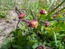 Close-up shot of nodding red flower of water avens (Geum rivale) growing in a green meadow surrounded with wild flowers in early spring