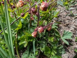 Close-up shot of nodding red flower of water avens (Geum rivale) growing in a green meadow surrounded with wild flowers in early spring