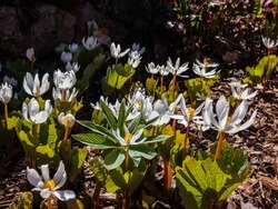 The Bloodroot, Canada puccoon, redroot, red puccoon or black paste (Sanguinaria canadensis) blooming with white flower with yellow stamens. Each stem is clasped by a leaves in early spring