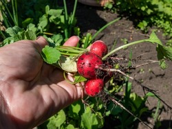Woman's hand holding ripe, red-pink radish plant (Raphanus raphanistrum subsp. sativus) roots - edible root vegetable with black soil and plants in bacground in summer
