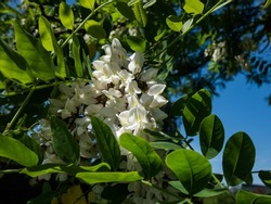 Beautiful white, large flowers of black locust or false acacia (robinia pseudoacacia) tree arranged in loose drooping clumps in bright sunlight in summer. Floral background