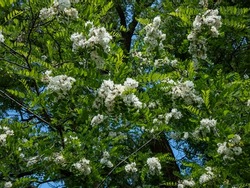 Beautiful white, large flowers of black locust or false acacia (robinia pseudoacacia) tree arranged in loose drooping clumps in bright sunlight in summer. Floral background