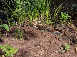 View of a group of black and brown grass snakes (Natrix natrix) of different sizes staying in the sun next to water. The eurasian non-venomous snake showing the distinctive yellow collar