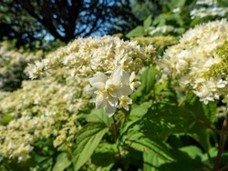 Close-up of the Smooth hydrangea (Hydrangea arborescens) 'Hayes Starburst' flowering with white to greeninsh-white flowers. Flowers heads comprise of many star-shaped, double flowers