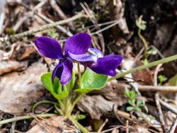 Close-up shot of the early spring harbinger - the dark purple flowers of the Sweet violet or wood violet (Viola odorata) growing in the forest in early spring