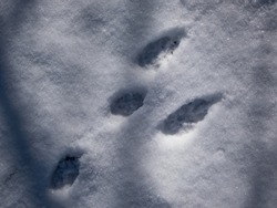 Footprints of paws of the European hare or brown hare (Lepus europaeus) on ground covered with white snow in winter