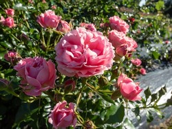 Rose 'Moin moin' or ' Pink Flower Circus' blooming in small clusters, with a double, cupped flower, 5 cm in diameter, consisting of 40 salmon pink petals in the garden