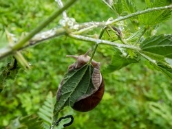 The Roman snail or Burgundy snail (Helix pomatia) hanging on and eating a green leaf among green vegetation on a gloomy day. Snail hanging on a plant in air