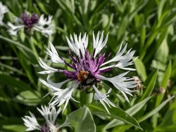Close-up shot of the Mountain cornflower Centaurea montana 'Purple heart' flowering with white, spidery flowerhead with a violet-purple center in the garden