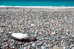 killed bird on the seashore, the problem of illegal killing of birds at sea. evil people do not protect nature