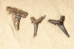 three old teeth from ancient fish lying on the sand. shark teeth of old fish