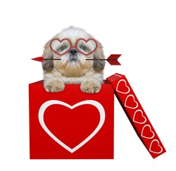 Cute shitzu dog with arrow sitting in valentines box. Isolated on white background