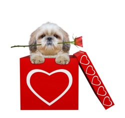 Cute dog with rose sitting in valentines box. Isolated on white background