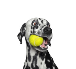 Cute dalmatian dog holding a yellow ball in the mouth. Isolated on white background