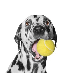 dog holding a ball -- isolated on white