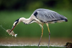 The grey heron (Ardea cinerea) standing and fishing in the water. Big heron with fish with green backround. Heron hunting, water drops dripping from fish.