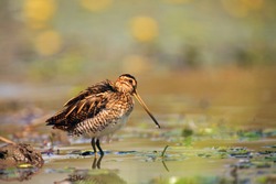 The common snipe (Gallinago gallinago) walking blossom lagoon. Water bird in the shallow pond.