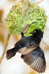 The Vieillot's black weaver (Ploceus nigerrimus) sits at the nest. A large black weaver with a yellow eye begins to weave a nest of green blades of grass.
