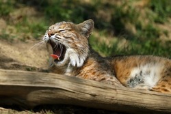 The bobcat (The bobcat (Lynx rufus), also known as the red lynx, yawning lying down. Adult bobcat with open mouth. Portrait of a lynx with an open mouth.), also known as the red lynx, yawning lying do