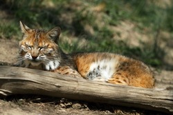 The bobcat (The bobcat (Lynx rufus), also known as the red lynx, lying down. Portrait of a adult bobcat.