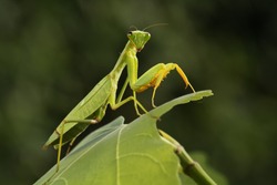 Mantis from family Sphondromantis (probably Spondromantis viridis) lurking on the green leaf.Sphodromantis viridis as a pet. Common names include African mantis, giant African mantis or bush mantis.