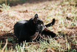 Black shorthair cat lying on grass in nature and looking away. Curious pet resting outdoors, low angle view.