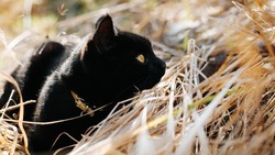 Side view of cute black shorthair cat with yellow eyes lying on dry grass in nature and looking away. Portrait of curious pet resting outdoors, low angle view.