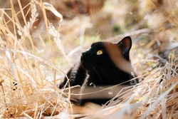 Portrait of black shorthair cat with yellow eyes lying on dry grass in nature and looking away. Curious pet resting outdoors, low angle view.